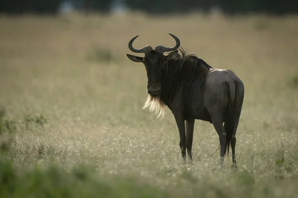 Niebieski GNU stoi obracając głowę do kamery — Zdjęcie stockowe