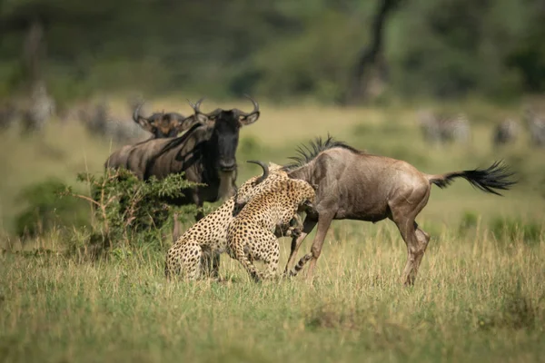 Blue Wildebeest assistir dois chita atacando outro — Fotografia de Stock