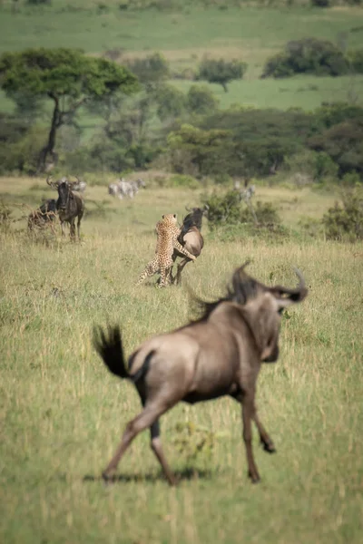 Blue wildebeest reloj guepardo derribar otro — Foto de Stock