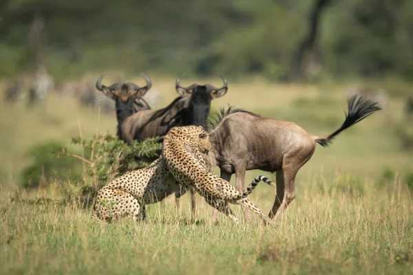 Blue Wildebeest assistir dois chita pegar outro — Fotografia de Stock