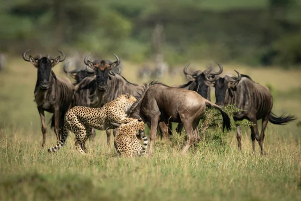 El ñus azul mira a dos guepardos estrangular a otro —  Fotos de Stock