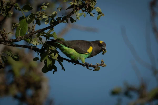 Kahverengi papağan ağaçtan meyve yeme duruyor — Stok fotoğraf