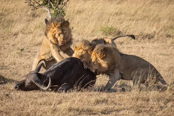 Cabo búfalo atacado por três leões machos — Fotografia de Stock