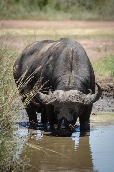 Cabo búfalo bebendo de buraco de água enlameada — Fotografia de Stock