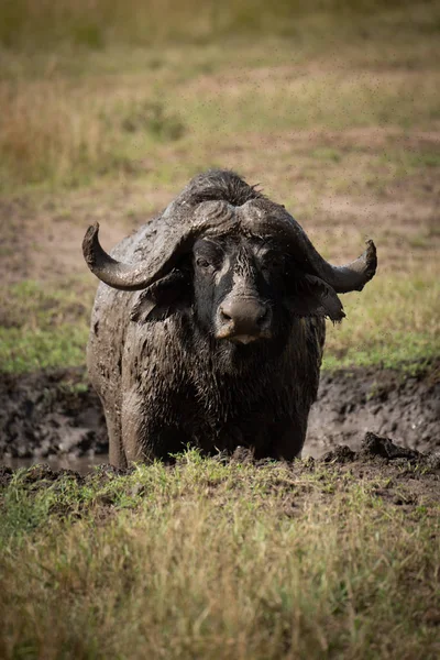 Cape buffalo visages caméra dans la vase boueuse — Photo