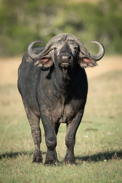 Cape buffalo facing camera on sunlit savannah — Stock Photo, Image
