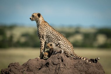 Çita ve yavruları höyük te sola bakıyor