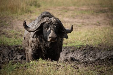 Cape buffalo çamurlu wallow kamera saatler