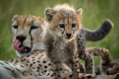Cheetah cub climbs over mother in grass clipart