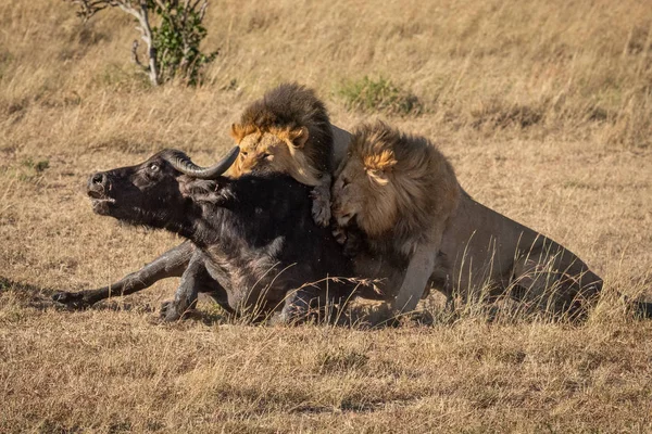 Cape Buffalo kämpar med två manliga lejon — Stockfoto