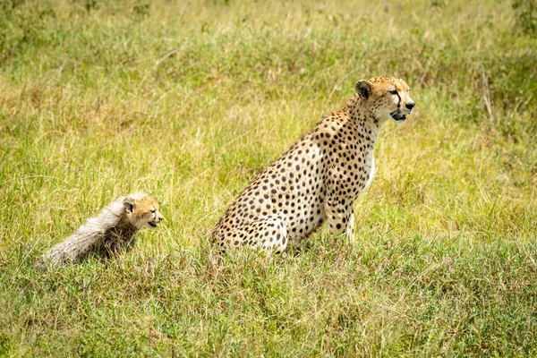 Çita ve yavrusu uzun otların arasında oturmak — Stok fotoğraf