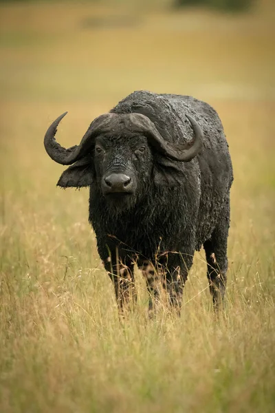 Cape buffle se tient devant la caméra dans l'herbe — Photo