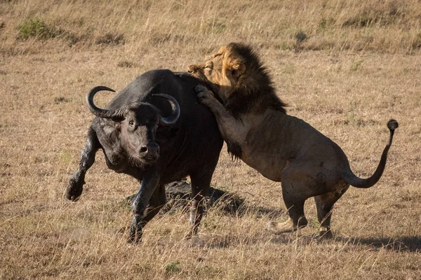 Cape Buffalo probeert te ontsnappen mannelijke leeuw — Stockfoto