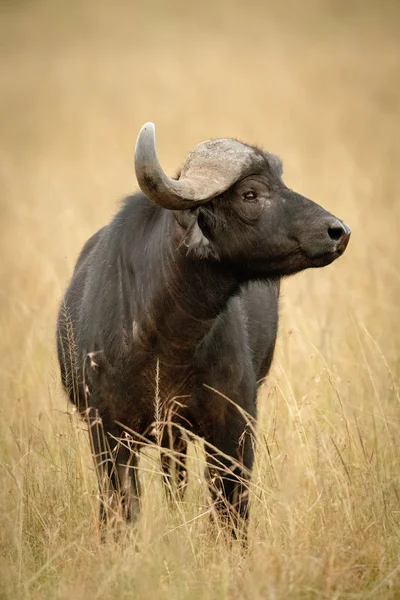 Cape buffalo turns head right in grass — Stock Photo, Image