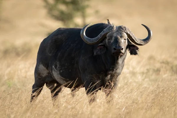 Cape buffle se tient avec oxpecker sur la tête — Photo