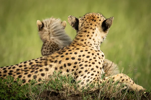 Cheetah e cucciolo sul tumulo rivolto verso l'esterno — Foto Stock