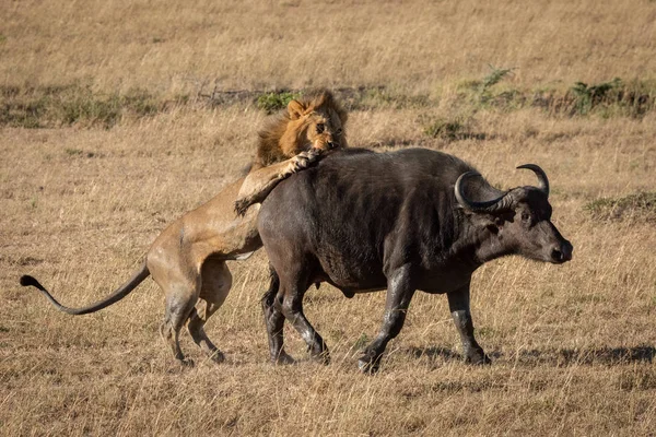 Cape Buffalo worstelt om te ontsnappen mannelijke leeuw — Stockfoto