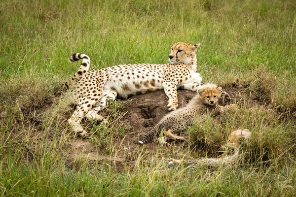 Гепард і дитинчата лежать на кургані термітів — стокове фото