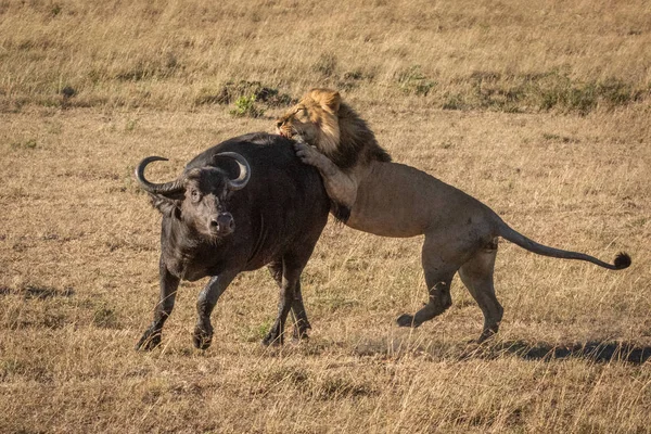 Cape Buffalo kämpar för att skaka av lejon — Stockfoto