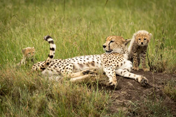 猎豹和两只幼崽躺在土堆上 — 图库照片