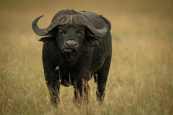 Cabo búfalo fica de frente para a câmera enquanto mastiga — Fotografia de Stock