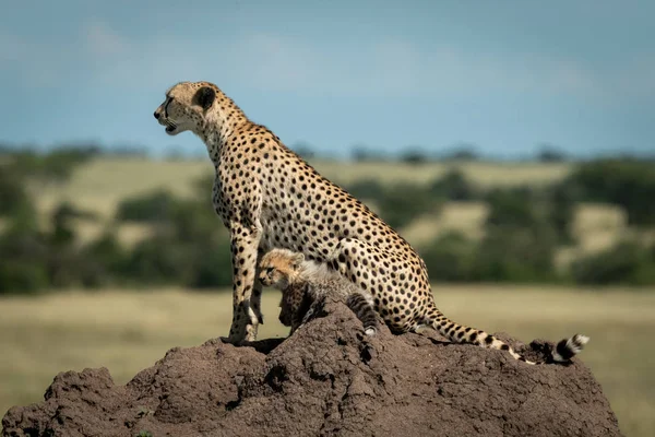 Çita ve yavru termit höyük üzerinde oturan — Stok fotoğraf