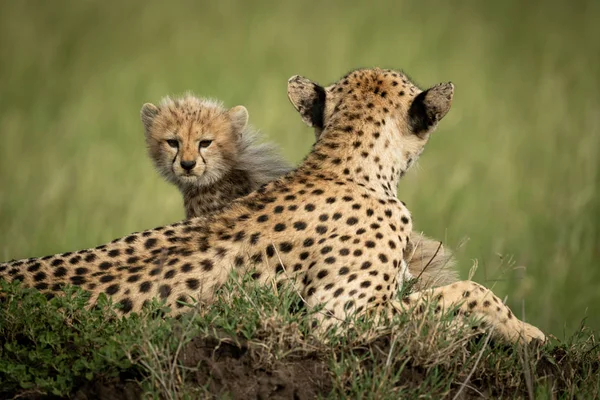 Cheetah cachorro se sienta en la hierba detrás de la madre —  Fotos de Stock