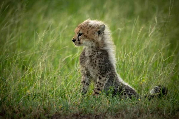 Çita yavrusu sola bakan çimenlerde oturur. — Stok fotoğraf