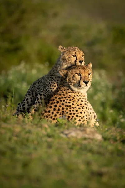 Cheetah Cub rustend op rug van moeder — Stockfoto