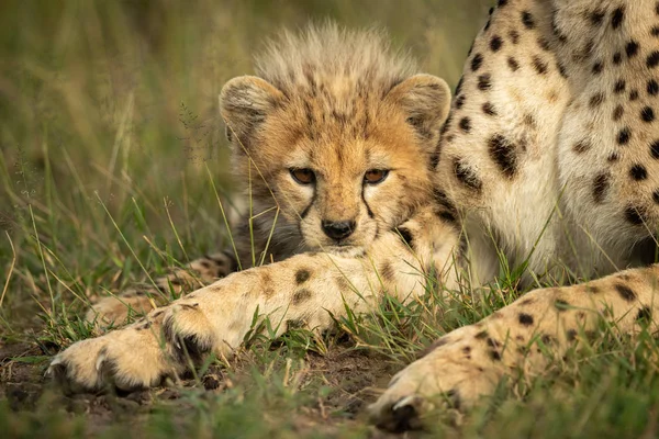 Gepard leží na matce a odpočívá v bradě — Stock fotografie
