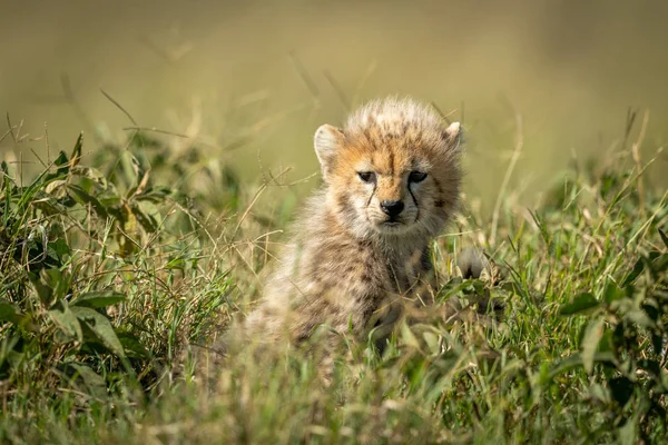 Gepardenjunges sitzt im Gras bei Sonnenschein — Stockfoto