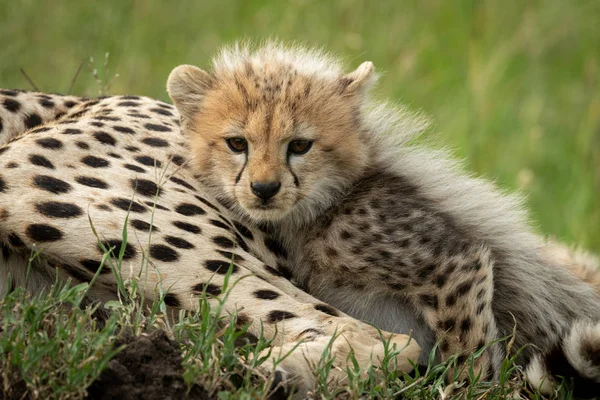 Cheetah cachorro se encuentra con la madre en la hierba —  Fotos de Stock