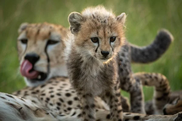 Cheetah cub climbs over mother in grass — Stock Photo, Image