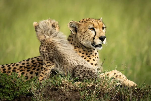 Cheetah cub sits beside mother on mound — Stock Photo, Image