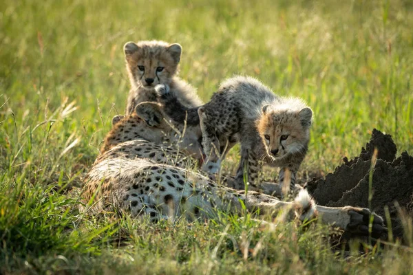 Guépard ourson grimpe sur la mère par frère et sœur — Photo