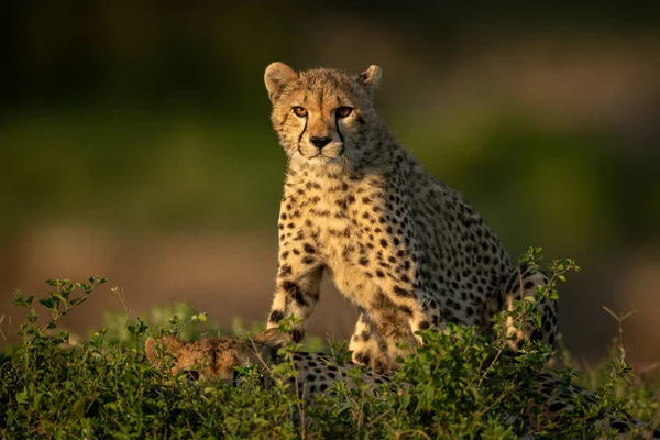 Cheetah cub sits behind mother in bushes — Stock Photo, Image