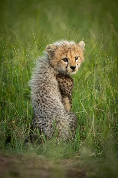 Guépard ourson assis dans l'herbe regardant en arrière — Photo