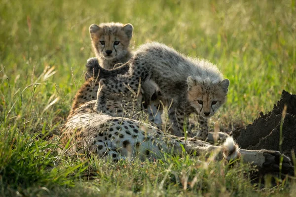 Gepard se nad matkou šplhá jiným — Stock fotografie