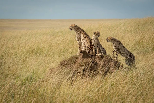Cheetah por dos cachorros en termita montículo —  Fotos de Stock