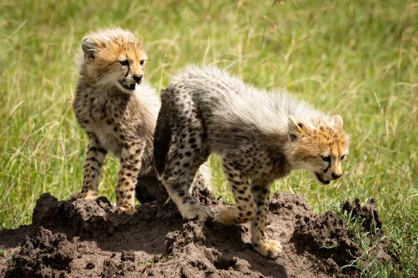 Çita yavrusu höyük üzerinde başka bir oturdu bırakır — Stok fotoğraf