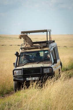 Çita yavrusu kamyondan aşağı bakıyor