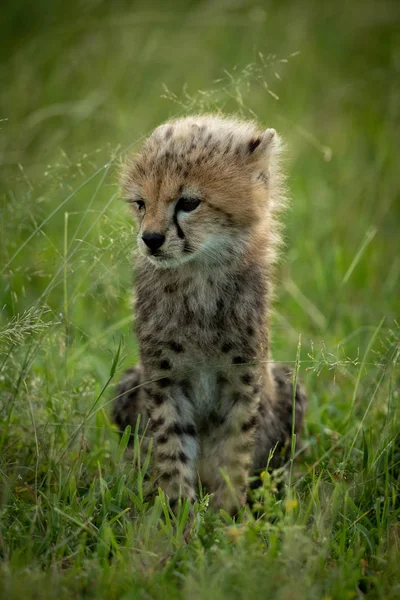 Çita yavrusu çimenlerde oturur ve sola bakar. — Stok fotoğraf