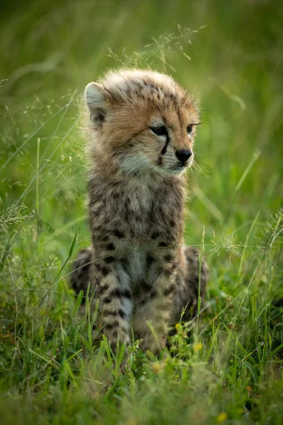 Cachorro de guepardo se sienta en la hierba mirando a la derecha — Foto de Stock