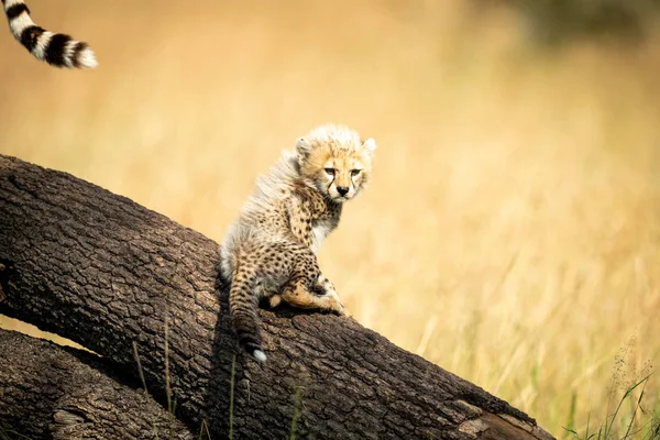 Cachorro de guepardo se sienta cerca de la cola de la madre — Foto de Stock