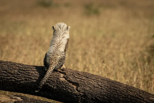 Cheetah cub siedzi na gałęzi skierowaną od — Zdjęcie stockowe