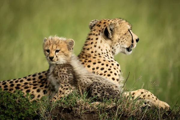 Cheetah Cub zit op Mound door moeder — Stockfoto