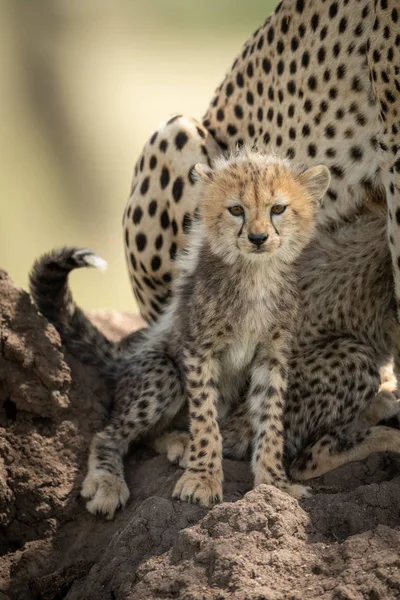 Cheetah cachorro se sienta en montículo frente a la cámara —  Fotos de Stock