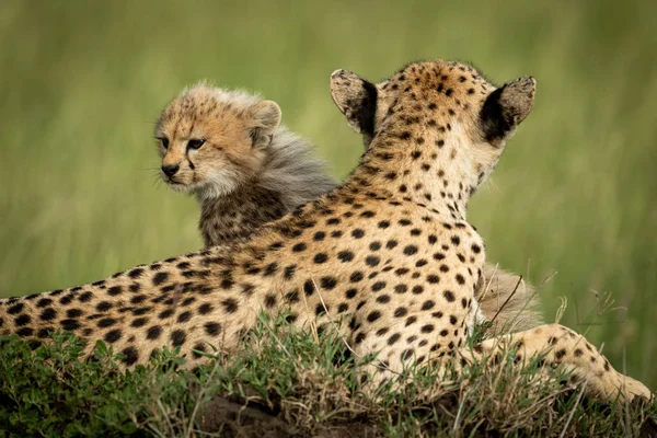 Gepard leží na mohyle s matkou — Stock fotografie