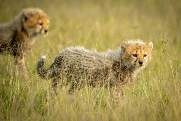 Gepard se v trávě nachází v jiné — Stock fotografie