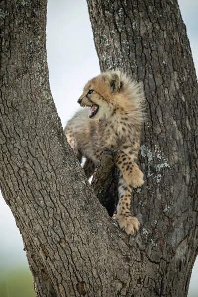 Cheetah cub standing in tree looks back — Stock Photo, Image